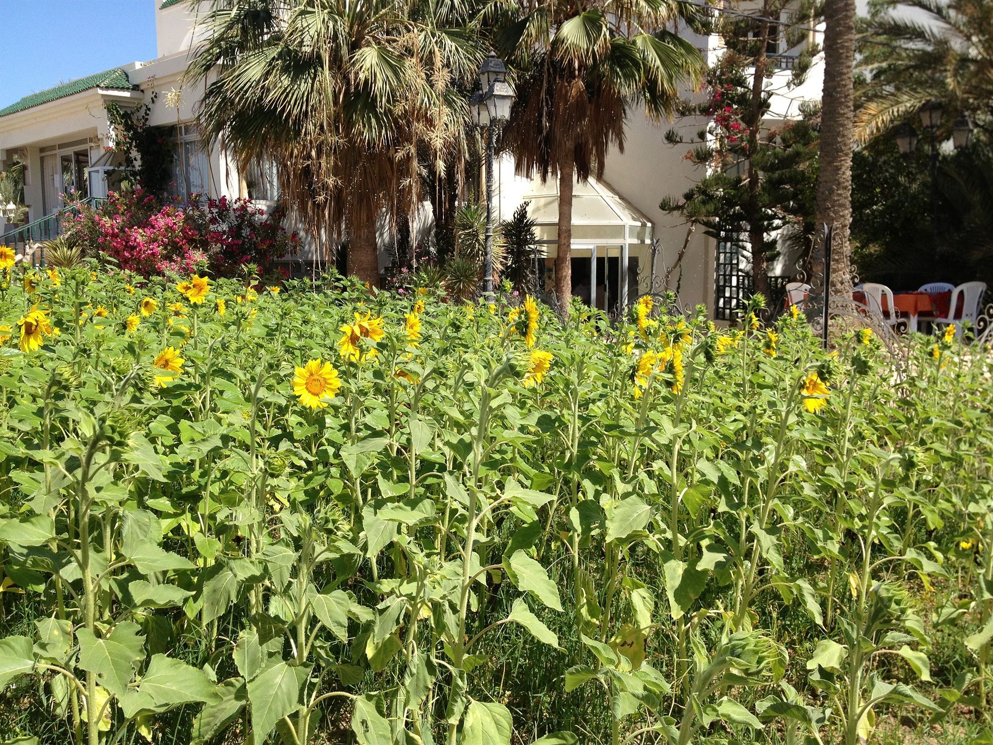 Hotel Djerba Orient Mezraia Dış mekan fotoğraf